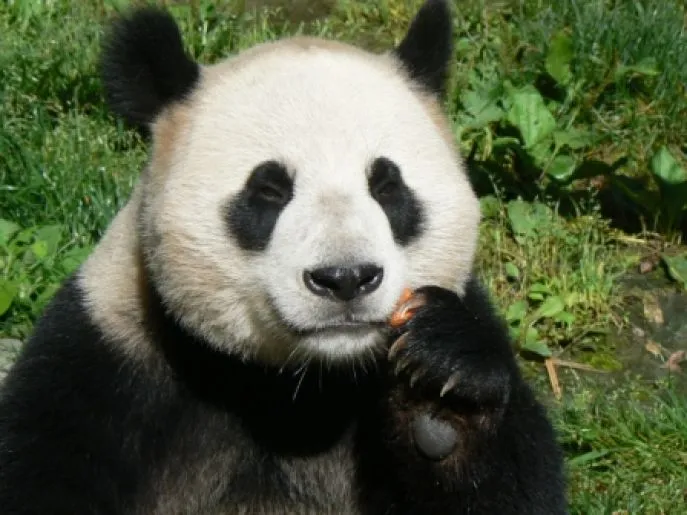 Panda breeding center Chengdu